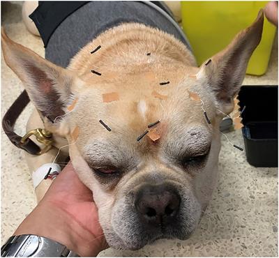 Transcutaneous Cervical Vagus Nerve Stimulation Induces Changes in the Electroencephalogram and Heart Rate Variability of Healthy Dogs, a Pilot Study